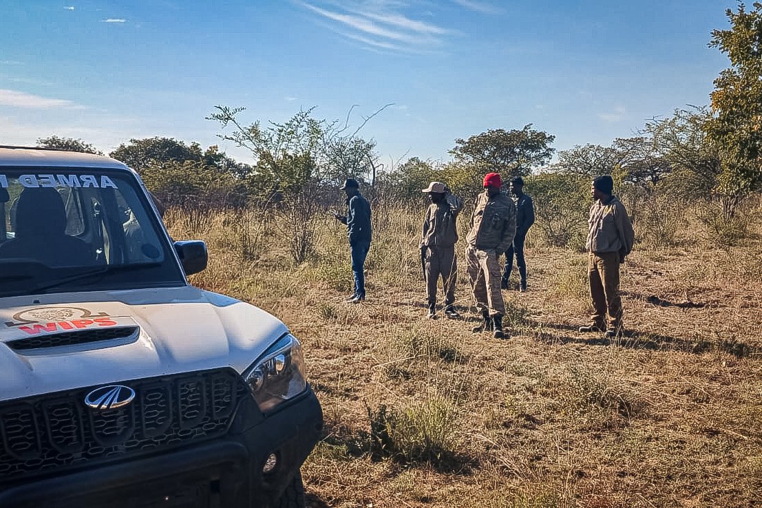 Massive snare sweep at Loskop: 40+ people, 2,000+ ha, and only one old snare found. A sign of growing pressure from our security partners on poachers in key buffer zones. Silent killers like snares threaten pangolins, leopards, hornbills. #Conservation #AntiPoaching #WeWildAfrica