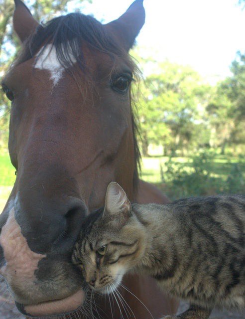 horse and cat hugging bonding barn buddies cuddly friends