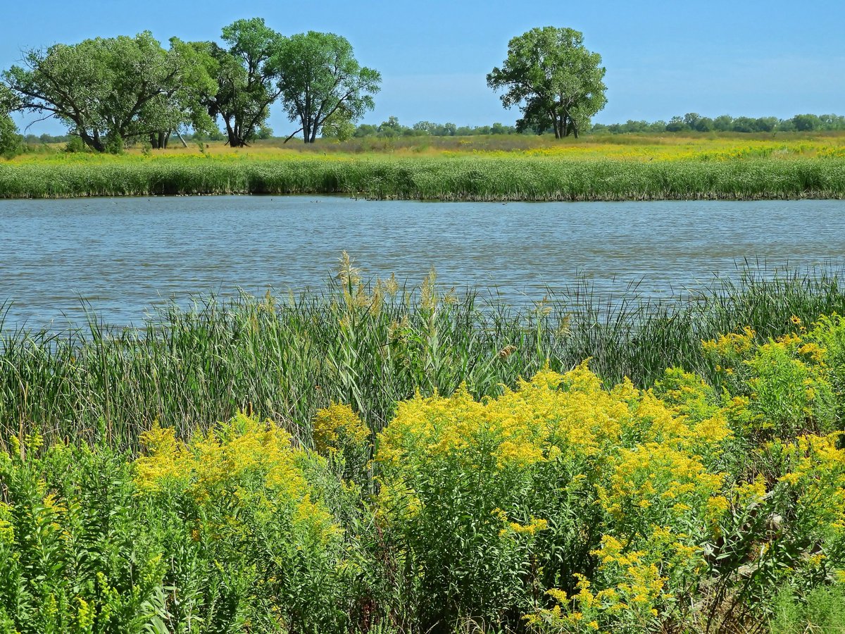 On #AgToday: 
• Cattle Market Update and NASS Reports
• Weather Damage to Wheat, Corn, Soybeans and Cotton
• Checking on Flooded Ponds and Rivers
agtodayksu.libsyn.com/1964-livestock…