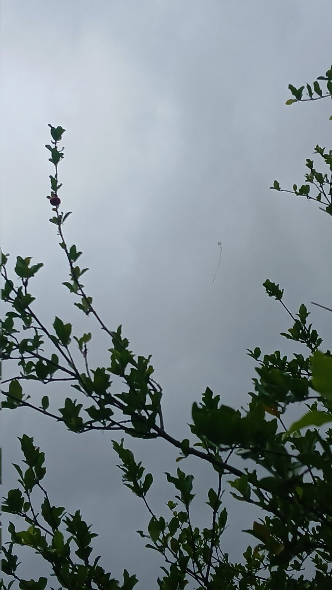 Un papalote es mucho más que un juguete, es un montón de sueños expresados desde la esperanza de que lo que ha de suceder sucede siempre.
#Cuba