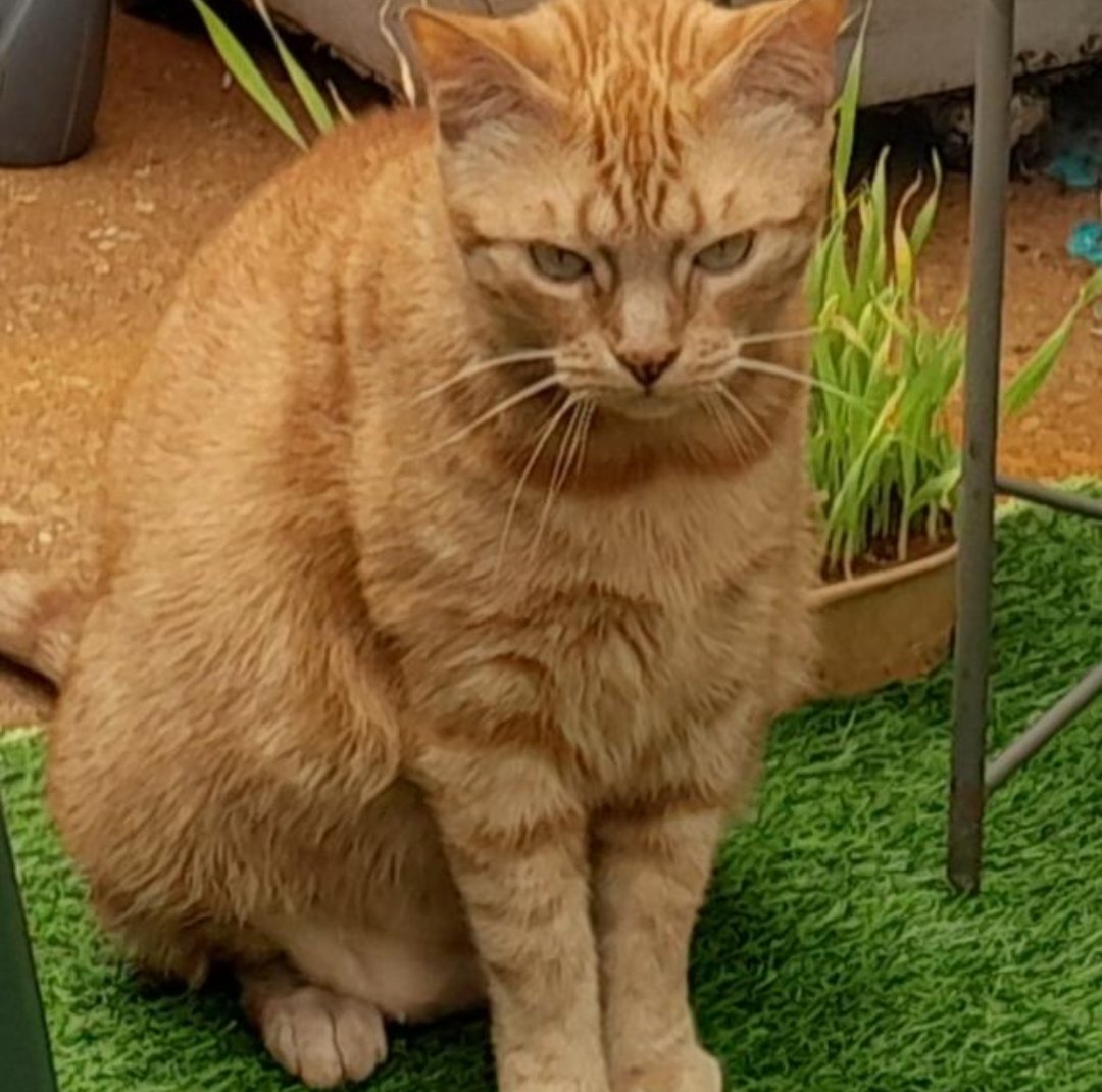 My new sweet, crazy girlfriend Ginger Poes 
For 4 months already 
#Homies 

#CatsLover #Catwoman  #friendship 🤗

GOOD AFTERNOON  ALL 😎