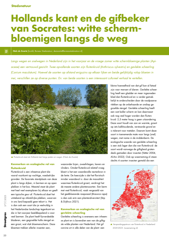 Schreef Jac. P. Thijsse dat Fluitenkruid ook wel 'Hollands Kant' werd genoemd? En ging Socrates echt dood aan de Gevlekte scheerling? Ik schreef een artikel over deze schermbloemigen, hier te downloaden
hetnatuurhistorisch.nl/fileadmin/user…