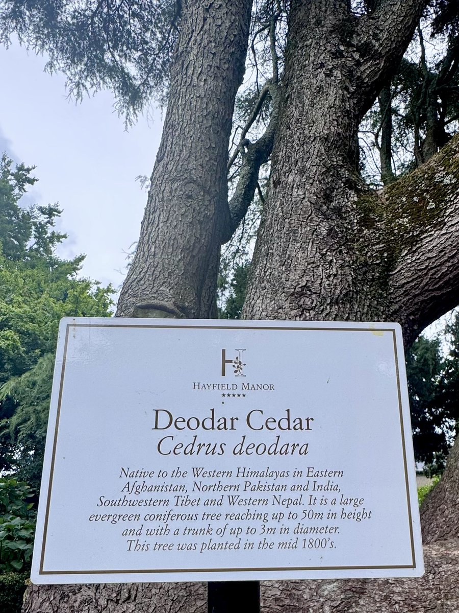 Trees of Cork