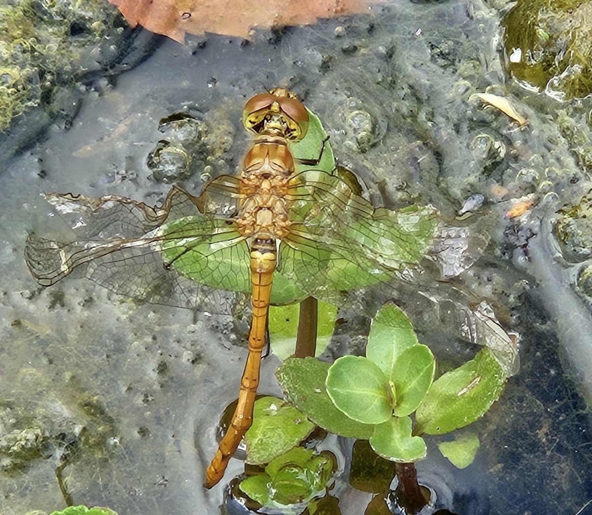 katkatski's tweet image. A dragonfly resting, having emerged (I think) from our pond last week 💚
#SmallBeautiesHour 
#BecauseOfClem 
#ThreadOfGold