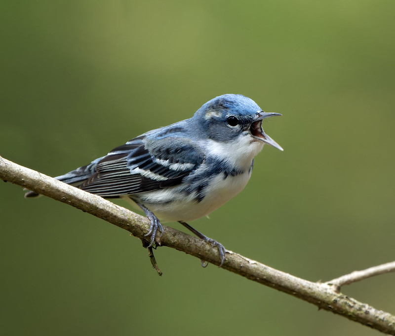 erikmschneider's tweet image. When you don&apos;t know it&apos;s not just blue, it&apos;s not turquoise, it&apos;s not lapis, it&apos;s actually cerulean.  

Photo: Doug Greenberg, CC BY-NC 2.0.