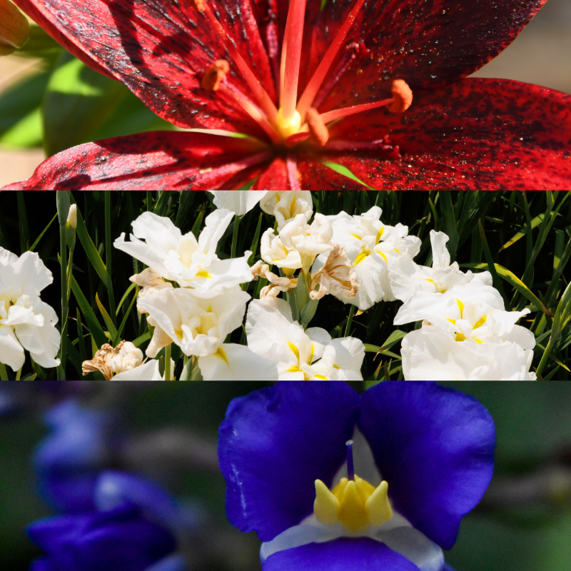 Happy #FourthofJuly from the Garden! 🇺🇸

The Garden is open today from 9 a.m.–5 p.m.

📸 Claire Cohen, Nathan Kwarta, Kat Niehaus

#MOBOTGarden