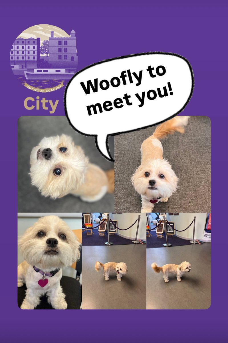 Welcome to Maisie! 👋 🐾 Here is an update from our Principal on the new Dog Mentor Programme docs.google.com/document/d/15P… #WeAreCity 💜