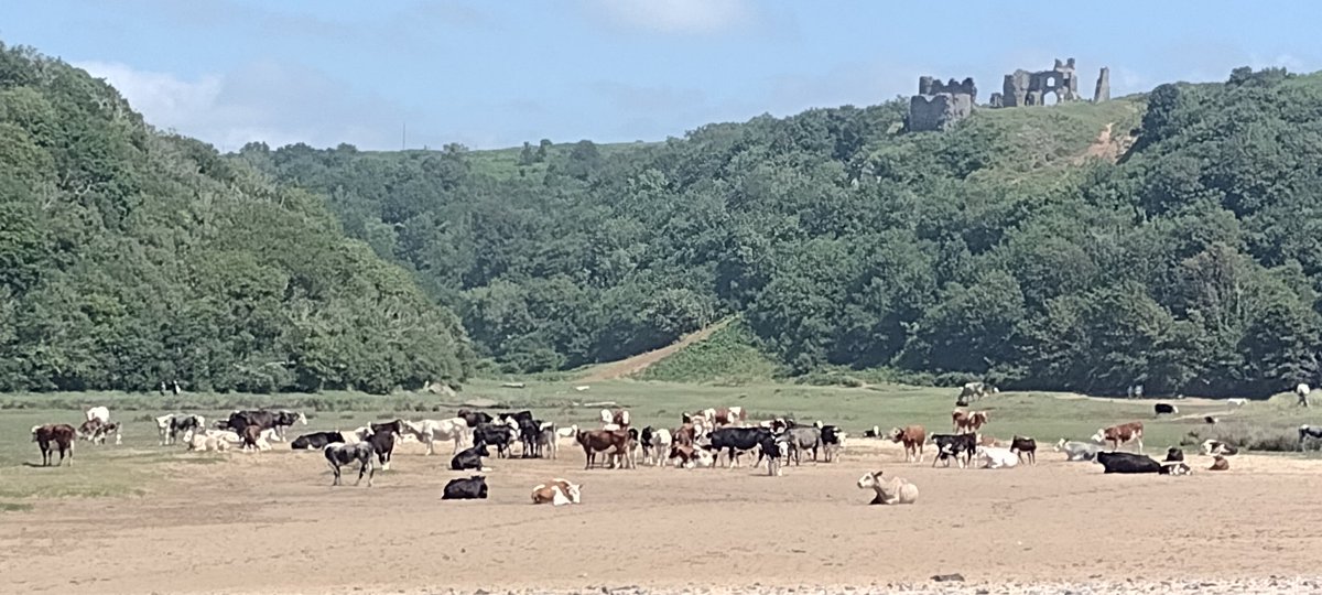 jul27600's tweet image. A scene straight from Rawhide providing you overlook the green hillside and the remains of a Norman castle! #threecliffsbay #adayatthebeach #myfavouritecowboyseries #nicelyoutoftune