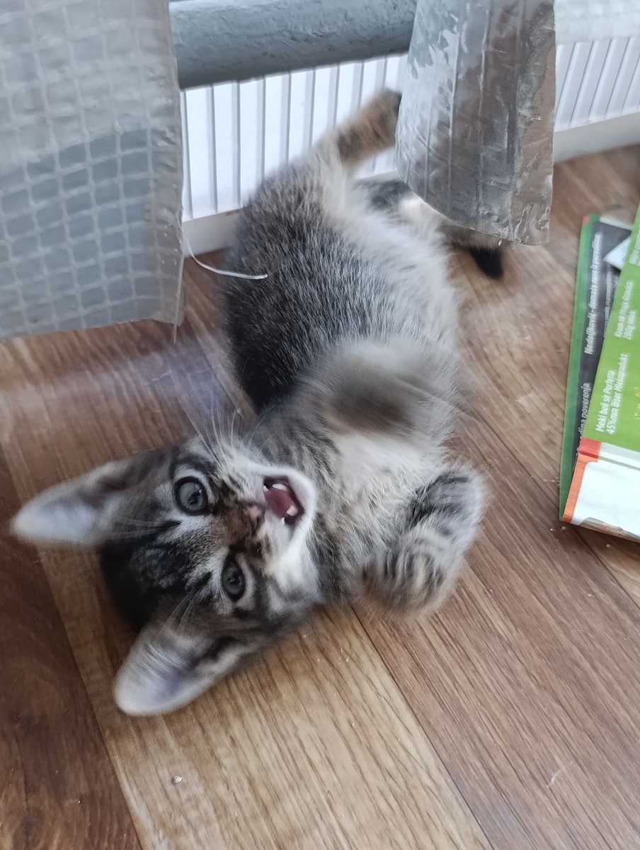 Sova hitno traži dom. Ostala je rano bez majke sa bratom i sestrom koju je rastrgao pas. Ima malo više od 1.5 mesec. Jede samostalno i ide u posip. Hitno je. Delite molim vas. Umka.