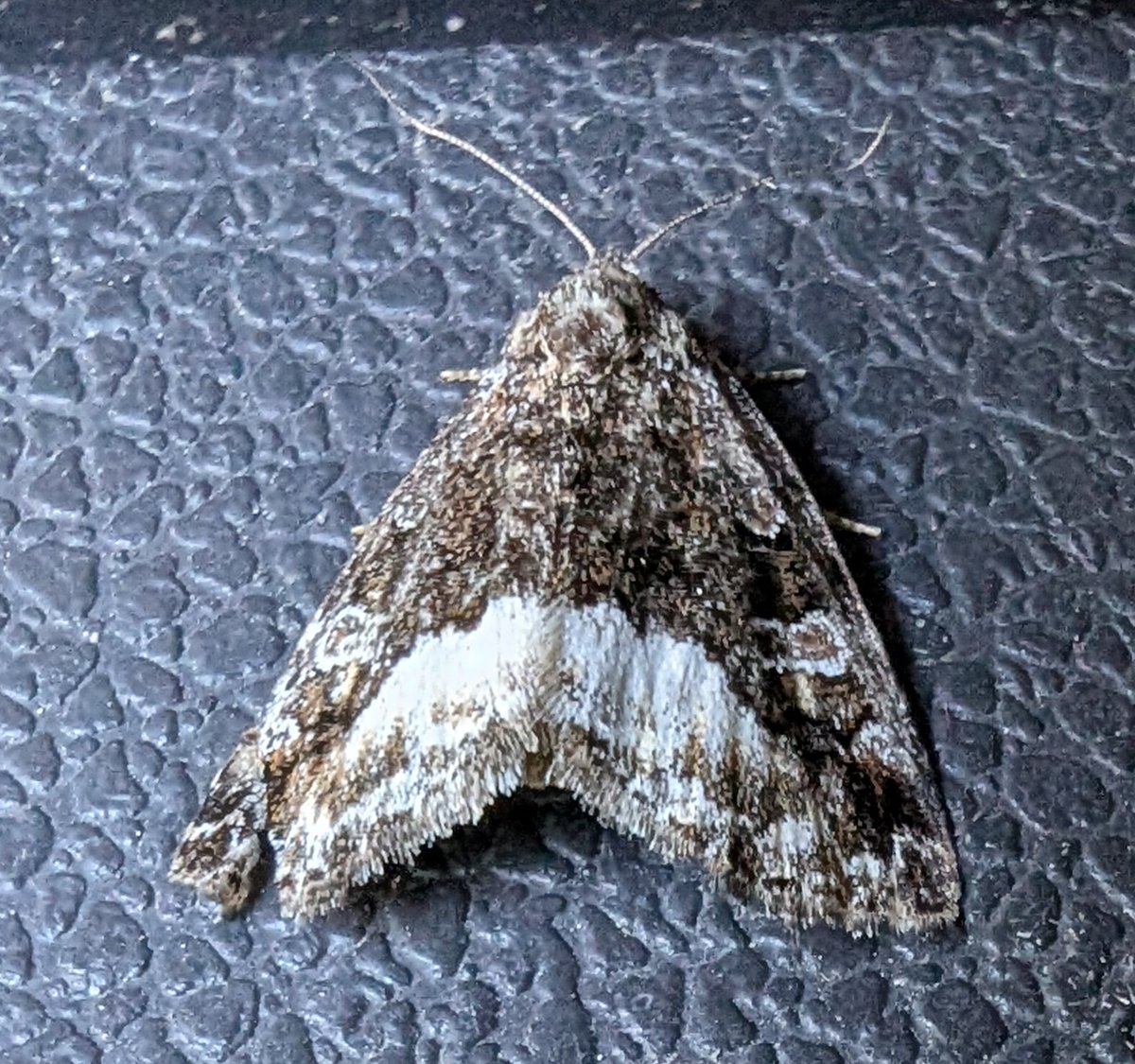 mattthesparrow's tweet image. The garden moth list is really coming on nicely. Pine Hawkmoth and Least Carpet are new for the garden. The Nut Tree Tussock is more common but is a beautifully patterned moth
