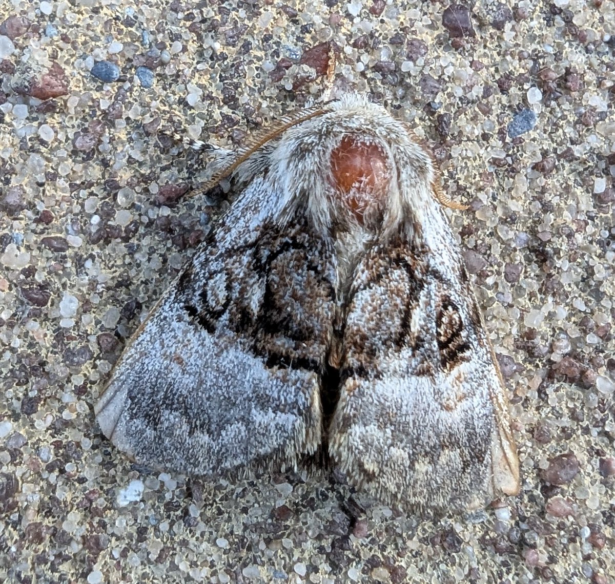 mattthesparrow's tweet image. The garden moth list is really coming on nicely. Pine Hawkmoth and Least Carpet are new for the garden. The Nut Tree Tussock is more common but is a beautifully patterned moth