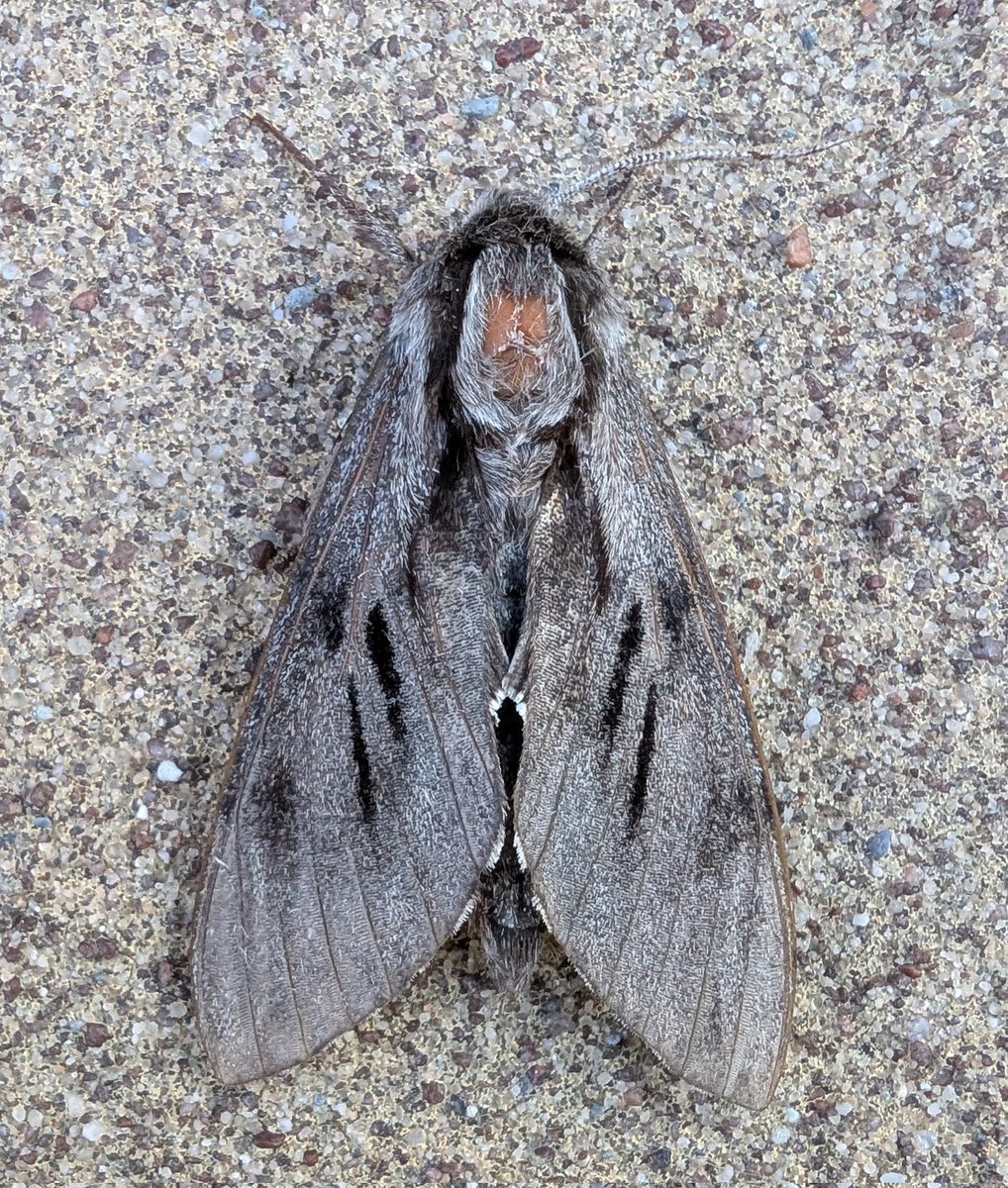 mattthesparrow's tweet image. The garden moth list is really coming on nicely. Pine Hawkmoth and Least Carpet are new for the garden. The Nut Tree Tussock is more common but is a beautifully patterned moth