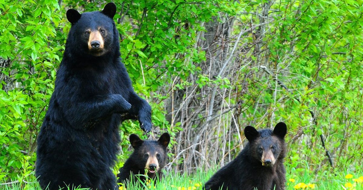 FoAorg's tweet image. Following a human-bear interaction in CT, FoA was quoted in this article explaining why a shift in human behavior is crucial, contrary to what overzealous hunters want to believe. friendsofanimals.org/debate-on-bear…
