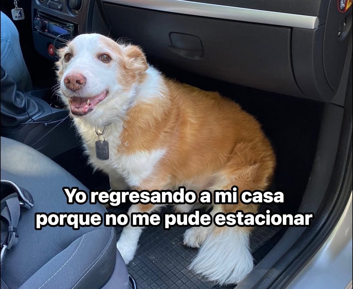 DiloConPerritos's tweet photo. https://t.co/CKwESRnGBY