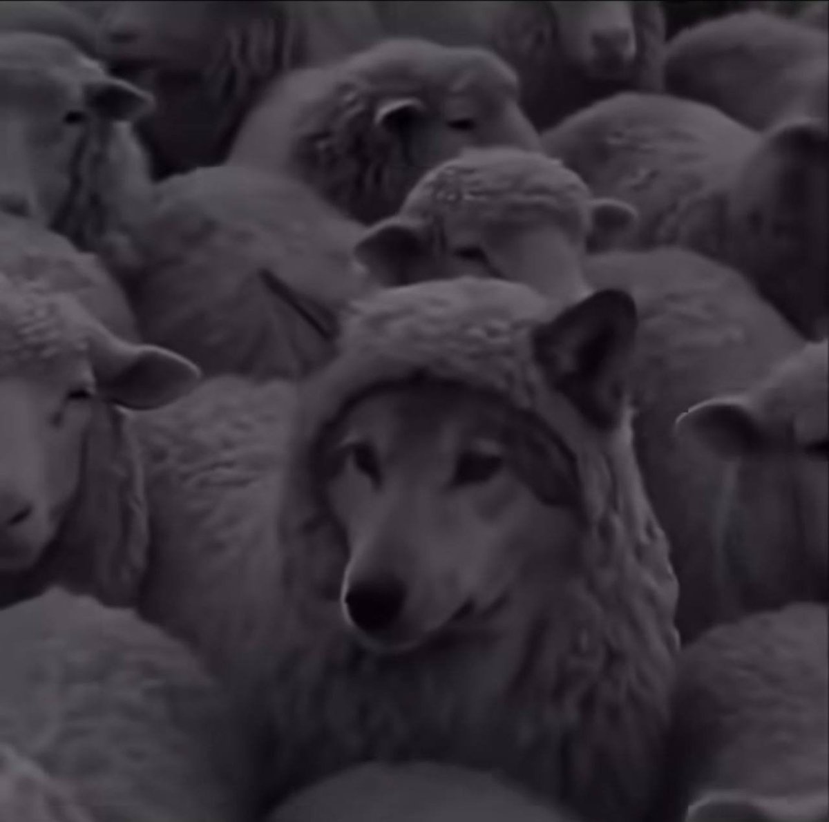 MORI DOG tweet media