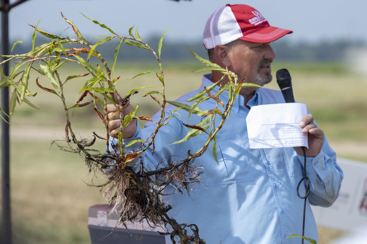 Arkansas Agricultural Experiment Station (@arkagresearch) on Twitter photo Spend August 7 in Stuttgart at <a href="/AginArk/">UA System Div of Ag</a>'s Rice Research and Extension Center learning the latest research in rice production! Learn more: aaes.uada.edu/events/2025-rr… <a href="/AR_Extension/">Arkansas Cooperative Extension Service</a> Spend August 7 in Stuttgart at <a href="/AginArk/">UA System Div of Ag</a>'s Rice Research and Extension Center learning the latest research in rice production! Learn more: aaes.uada.edu/events/2025-rr… <a href="/AR_Extension/">Arkansas Cooperative Extension Service</a>