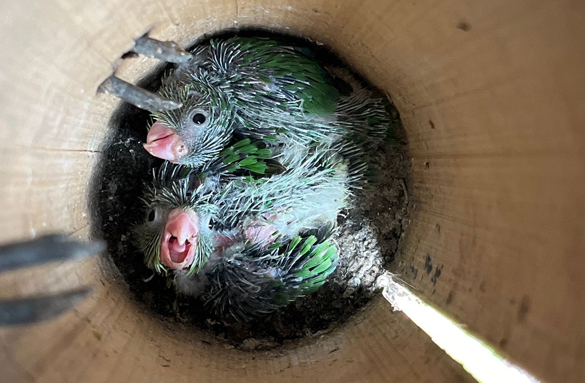 Submission of the Month: This nest of Spectacled Parrotlets, by Alejandro Williams Viveros in Colombia! We were excited to see this record with photographs (a first for the species in NestWatch. Want a chance to be featured? Be sure to submit photos with your nest visit data!