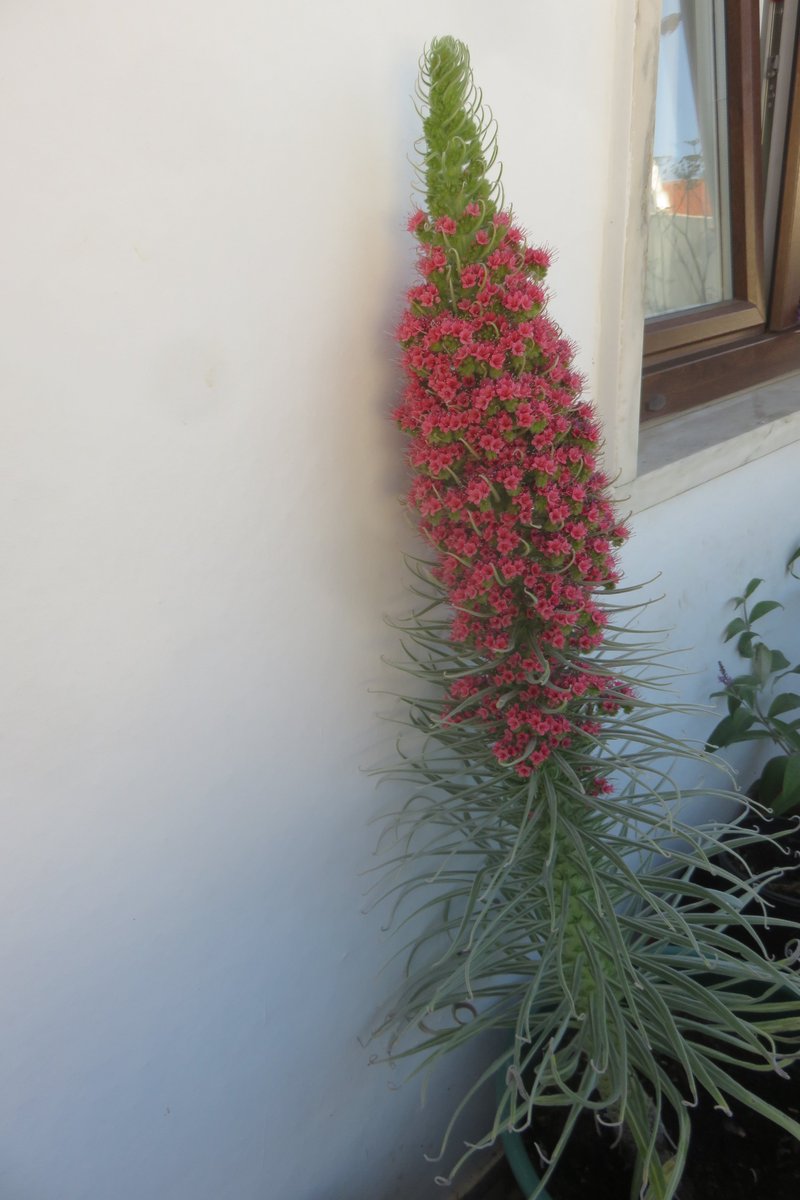 Steve Andrews tweet media