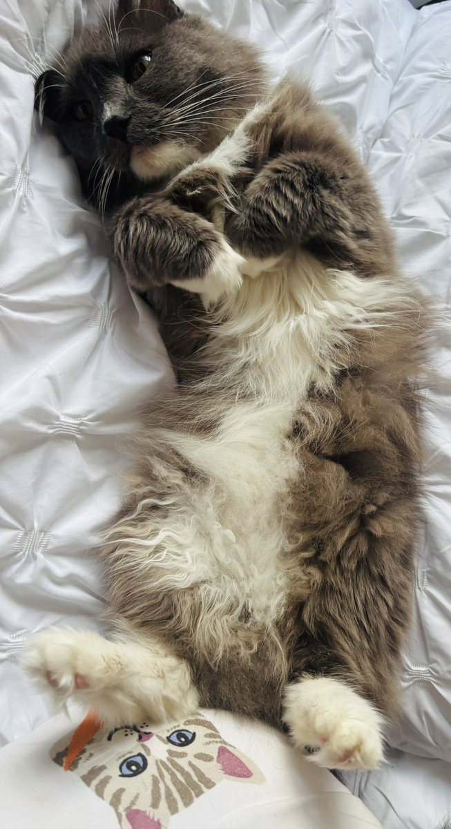 When it’s humid and your hair goes curly! 😜#cat  #cats