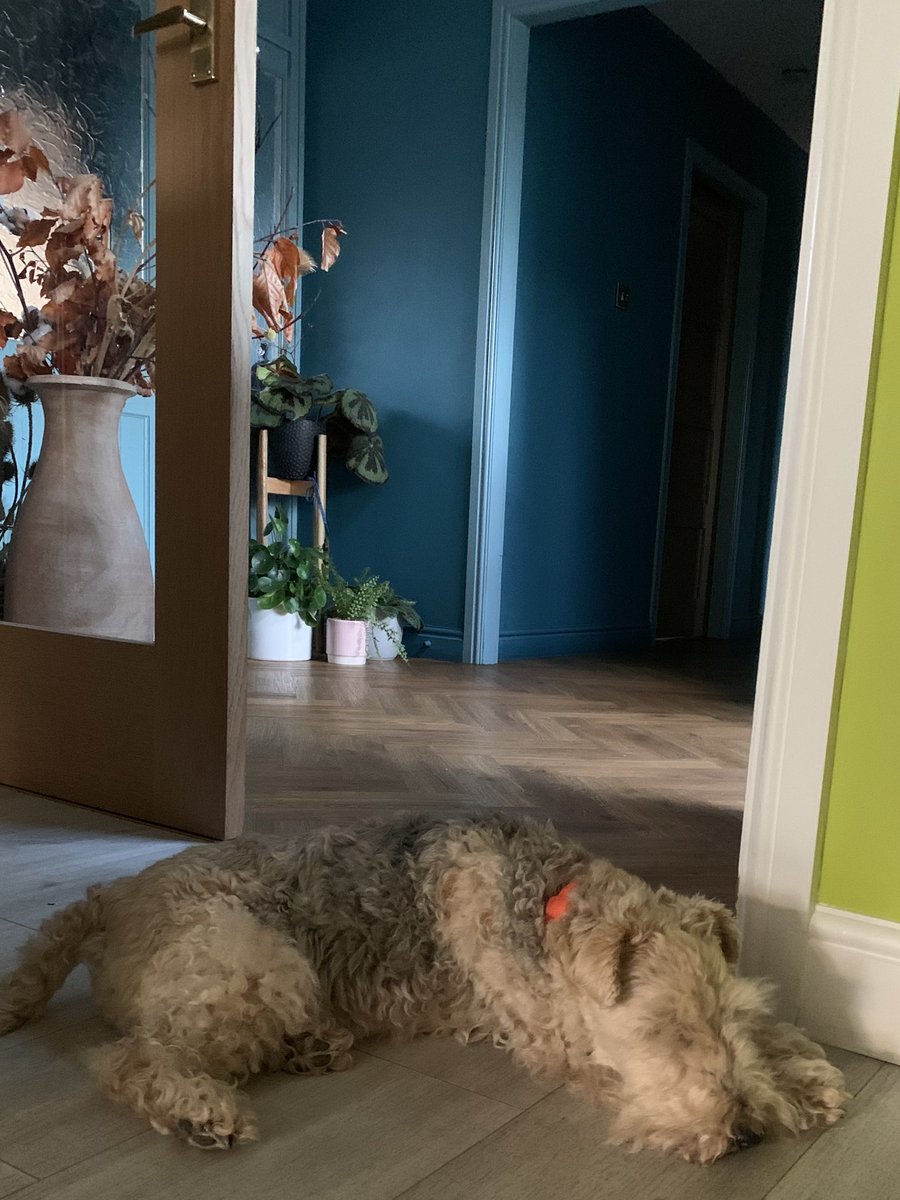 21.03 and at last I’ve found somewhere cool to sleep 😴 too 🥵 today