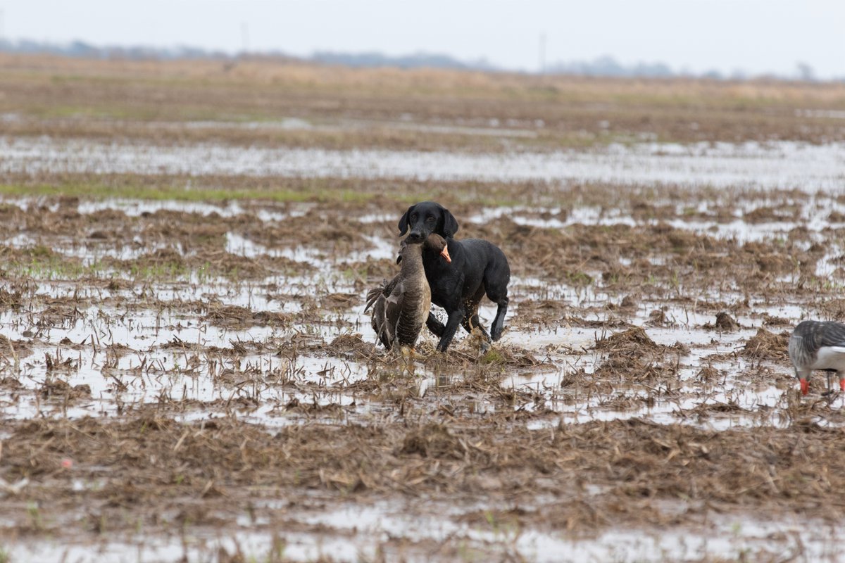 Delta Waterfowl applauds Louisiana Gov. Landry and the Legislature for a $29M investment in restoring White Lake Wetlands and launching a new Conservation Incentive Program to boost wintering habitat across the state.

 Learn more: 🔗 deltawaterfowl.org/whats-new/delt…
