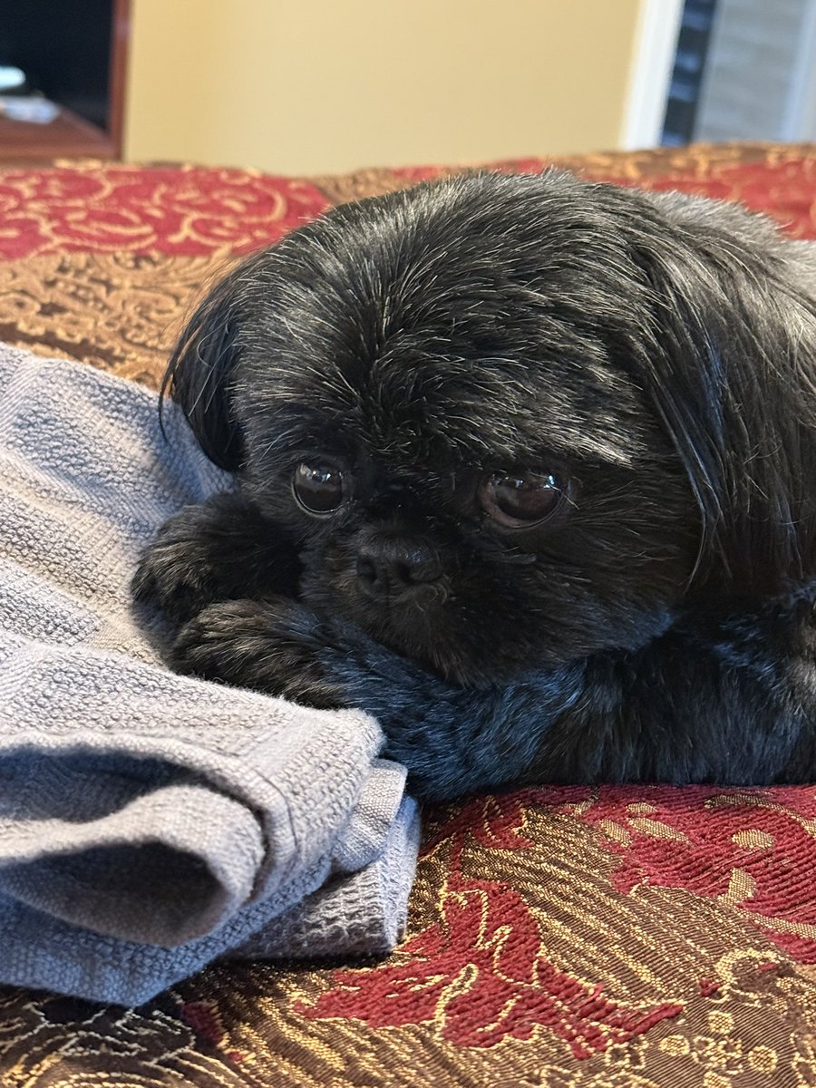 LizzyShatz's tweet photo. @kellymarklive my dog Piper is Lena’s doppelgänger!!! https://t.co/VTI9EbmzqF