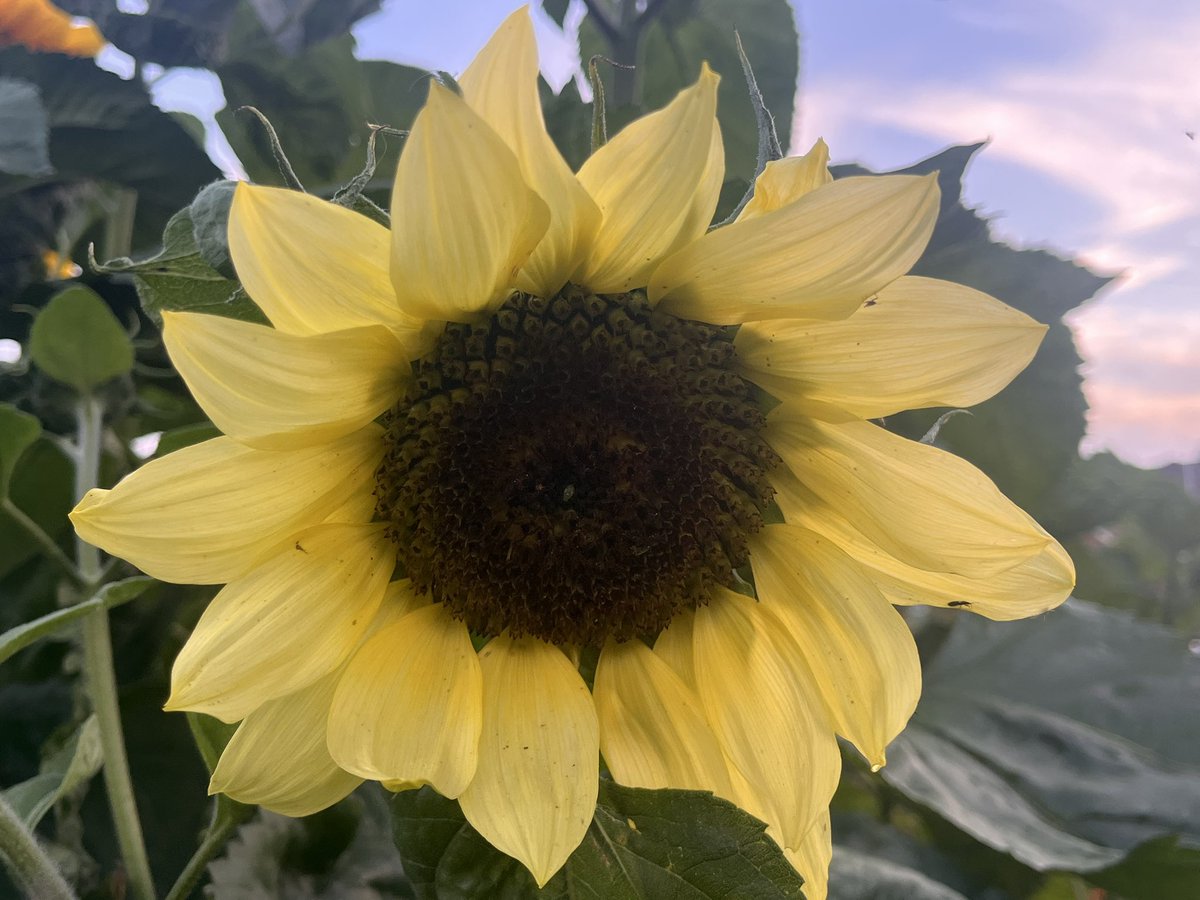 Benbbirder's tweet image. My sunflowers look great in evening light. @peter_levy @Cleckheaton247