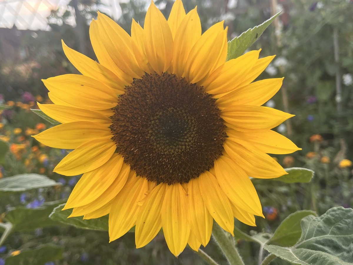 Benbbirder's tweet image. My sunflowers look great in evening light. @peter_levy @Cleckheaton247