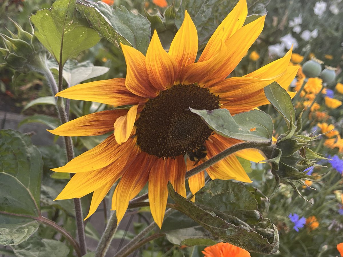 Benbbirder's tweet image. My sunflowers look great in evening light. @peter_levy @Cleckheaton247