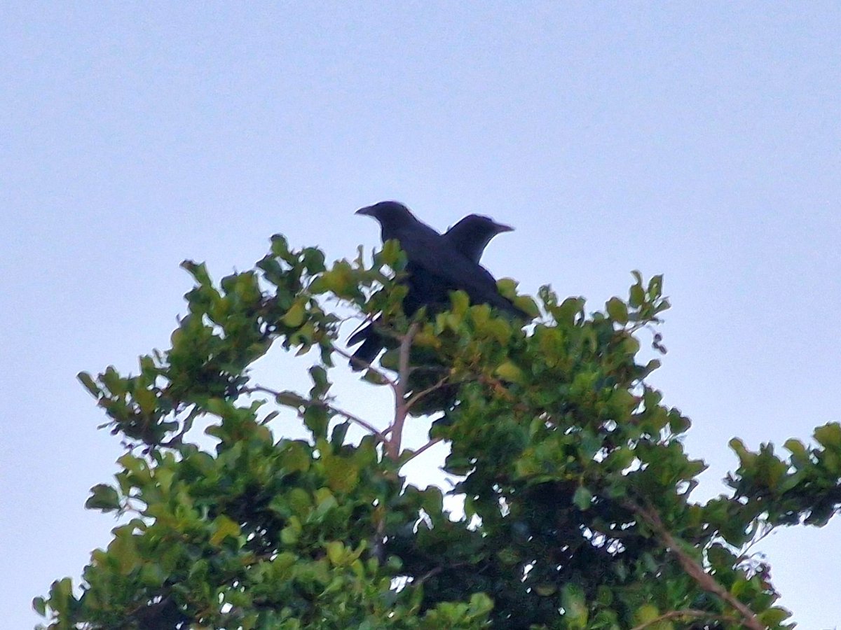 KaptainKwack's tweet image. Criss-Cross-Crows
Chilling out after a hot day atop the Alder.