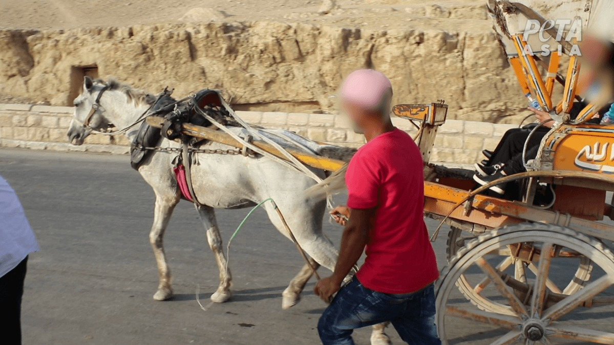 Animals are not modes of transport 😡 

Horses forced to pull carts or carriages suffer from ailments such as damaged teeth and sores on their bodies, and they may collapse from exhaustion in hot weather. 

Never take a carriage ride pulled by horses 💔