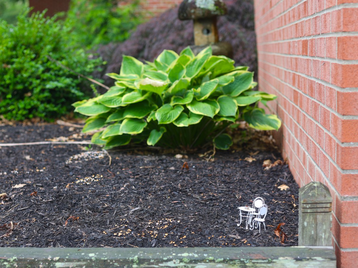 PittBradford's tweet image. Have you spotted any fairies in the #YokohamaGarden outside Fisher Hall? 🧚‍♀️#TinyTable