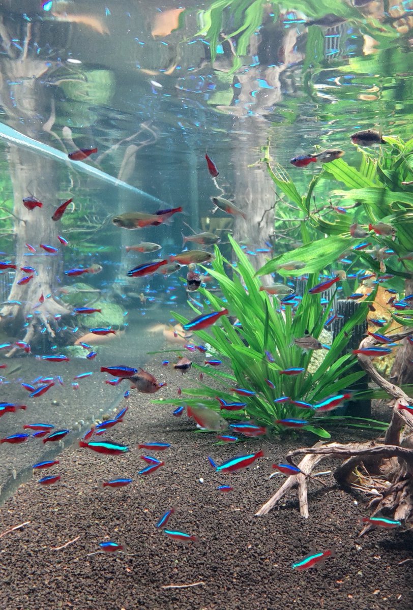 魚や哺乳類の暮らしを眺め、「生まれたから生きて死ぬだけだな」とあらためて感じた日。