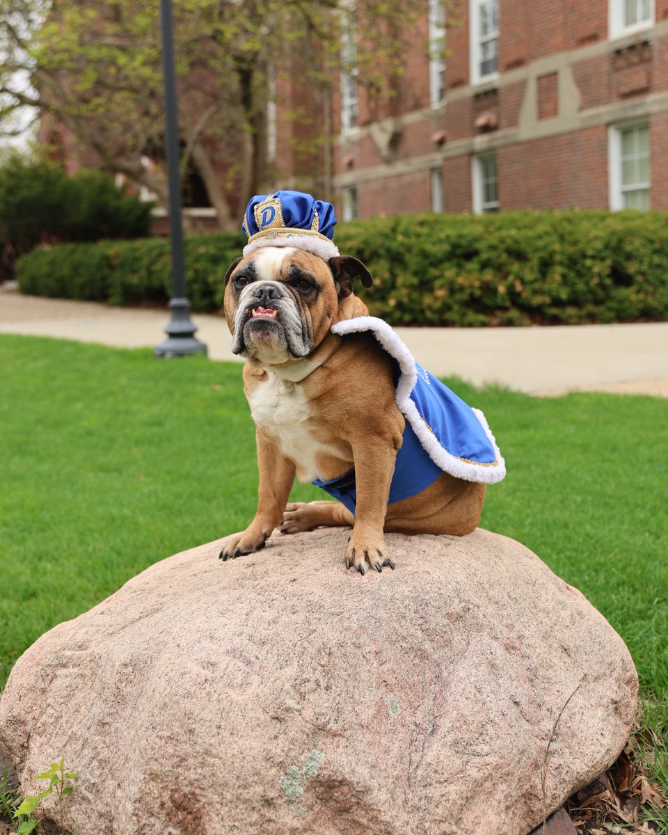 DrakeUniversity's tweet image. Just because the 2025 @DrakeRelays are over doesn’t mean we don’t need more pictures of the 2025 Relays Mascot and the this year’s Most Beautiful Bulldog, Milo 🫶
