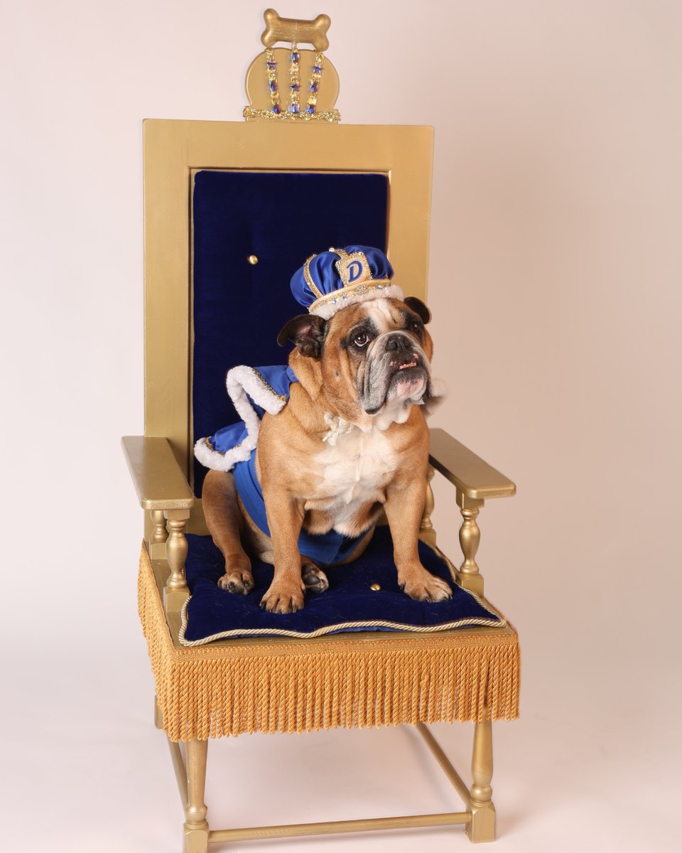 DrakeUniversity's tweet image. Just because the 2025 @DrakeRelays are over doesn’t mean we don’t need more pictures of the 2025 Relays Mascot and the this year’s Most Beautiful Bulldog, Milo 🫶