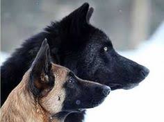 michaelsrwilson's tweet image. Dogs and gray wolves share a common ancestor, and their DNA is remarkably similar, over 99% according to some sources. What are some of the differences you know between Wolves & Dogs?
#WolvesVsDogs #DogLovers #WolfFacts