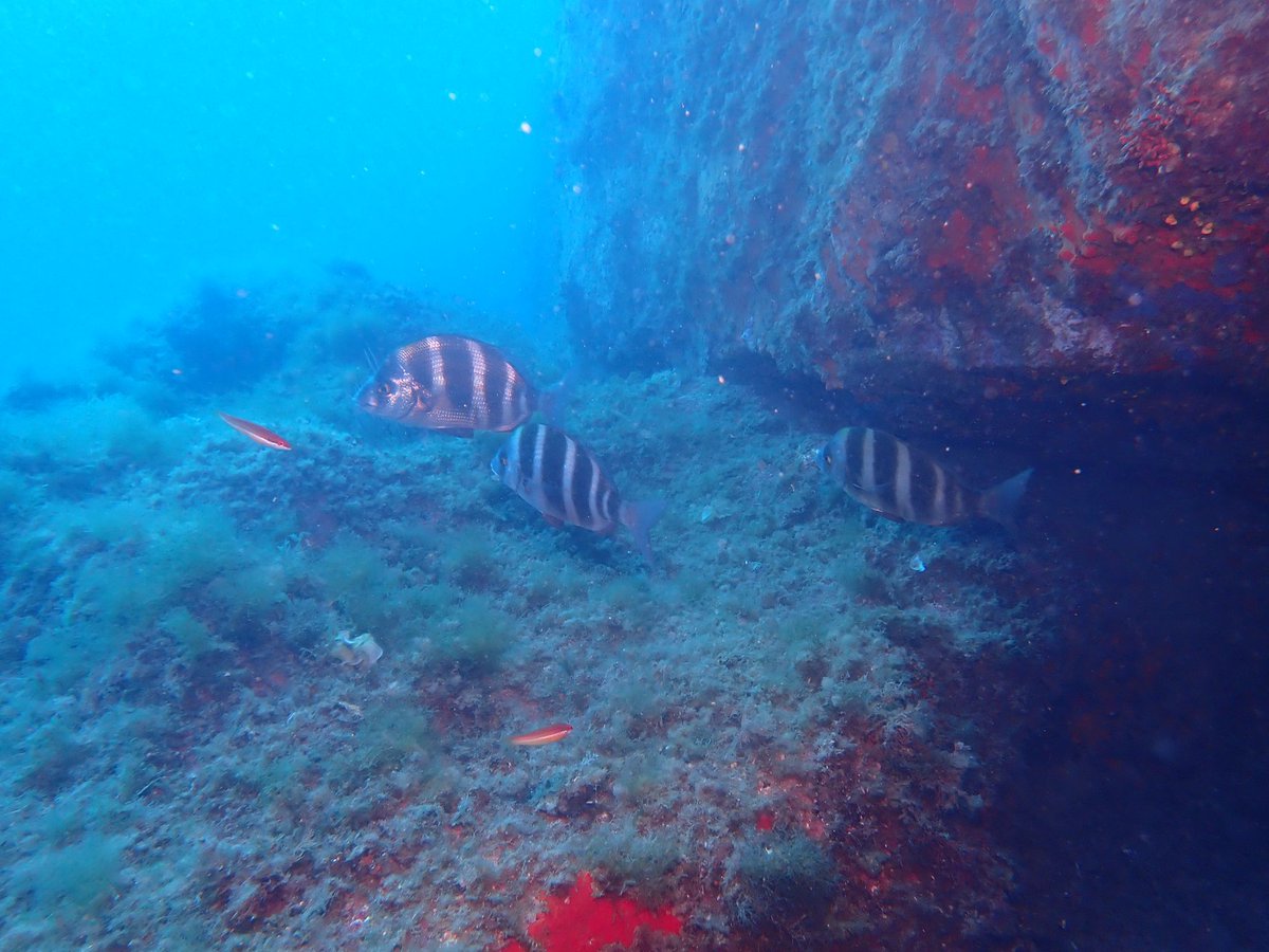 iMARES_group's tweet image. Last week we sampled in Cap de Creus to test #eDNA on fish and invertebrate communities 🧬🐟. This technique detects species from their genetic traces in the water—no need to capture them. The work is part of the EU projects #GES4SEAS and #PETRIFY 🌍
@ICMCSIC