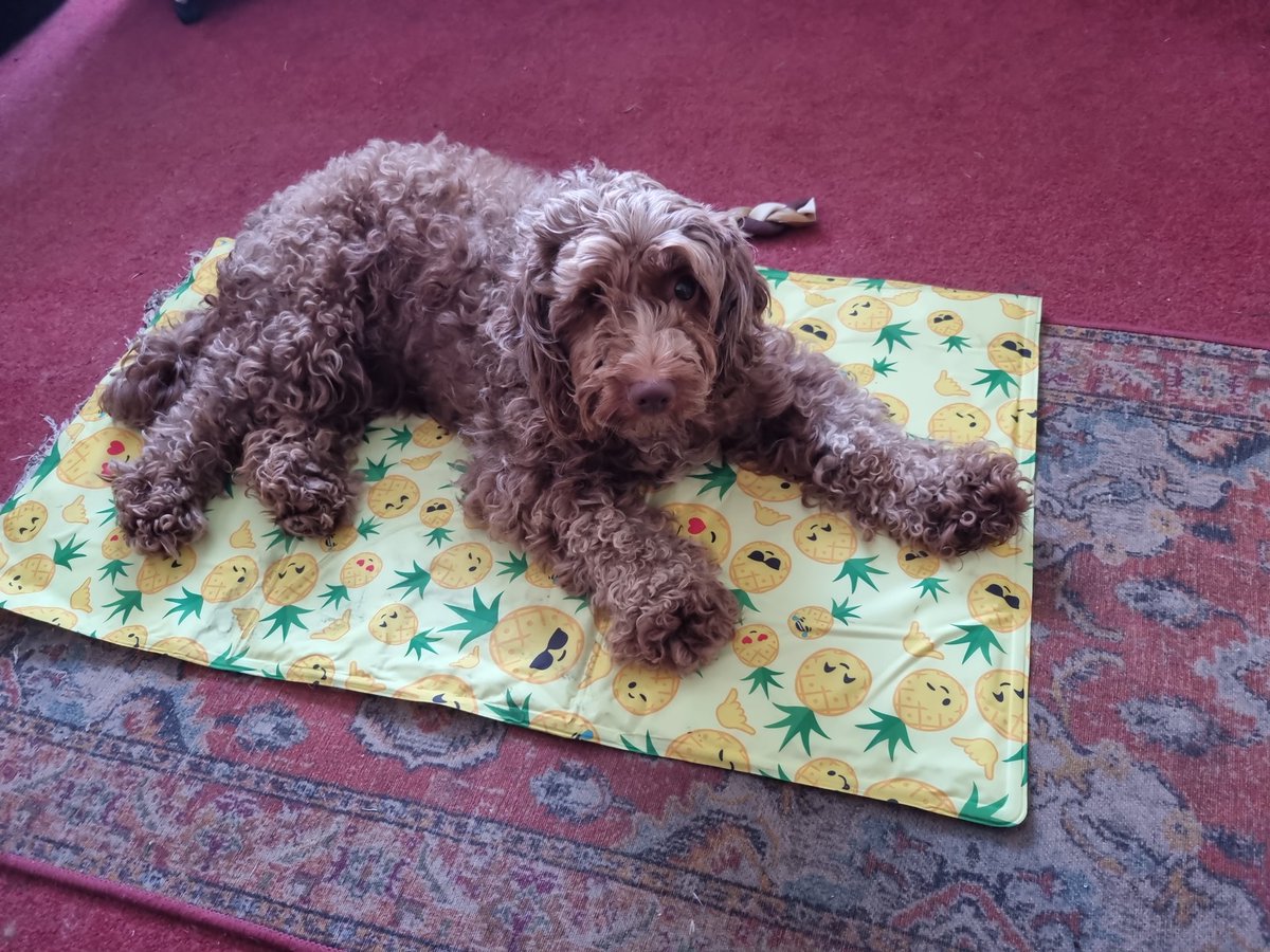 marie_kate2's tweet photo. Helen has worked it out 😁 #CoolMat https://t.co/J35AeoKUSv