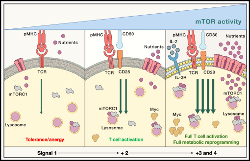 Review <a href="/ImmunityCP/">Immunity</a> <a href="/calico/">Calico</a>
More TOR: The expanding role of mTOR in regulating immune responses
cell.com/immunity/fullt…