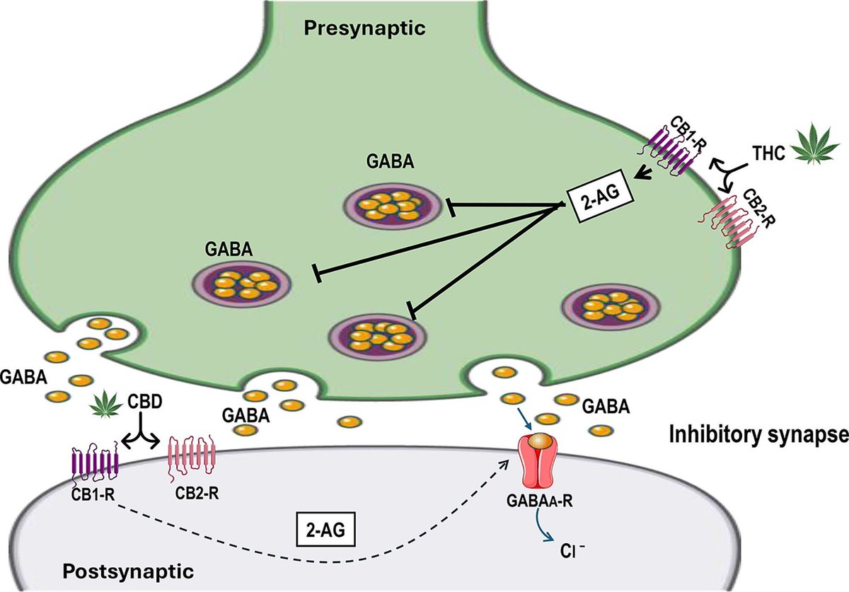 Anesthesia&Analgesia (@iars_journals) on Twitter photo Cannabinoids & General Anesthetics: Revisiting Molecular Mechanisms of Their Pharmacological Interactions 
🖊️Cannabis users show higher scores of postoperative pain intensity as well as increased requirements of opioid medication for analgesia. 
buff.ly/svWxQ3k Cannabinoids & General Anesthetics: Revisiting Molecular Mechanisms of Their Pharmacological Interactions 
🖊️Cannabis users show higher scores of postoperative pain intensity as well as increased requirements of opioid medication for analgesia. 
buff.ly/svWxQ3k