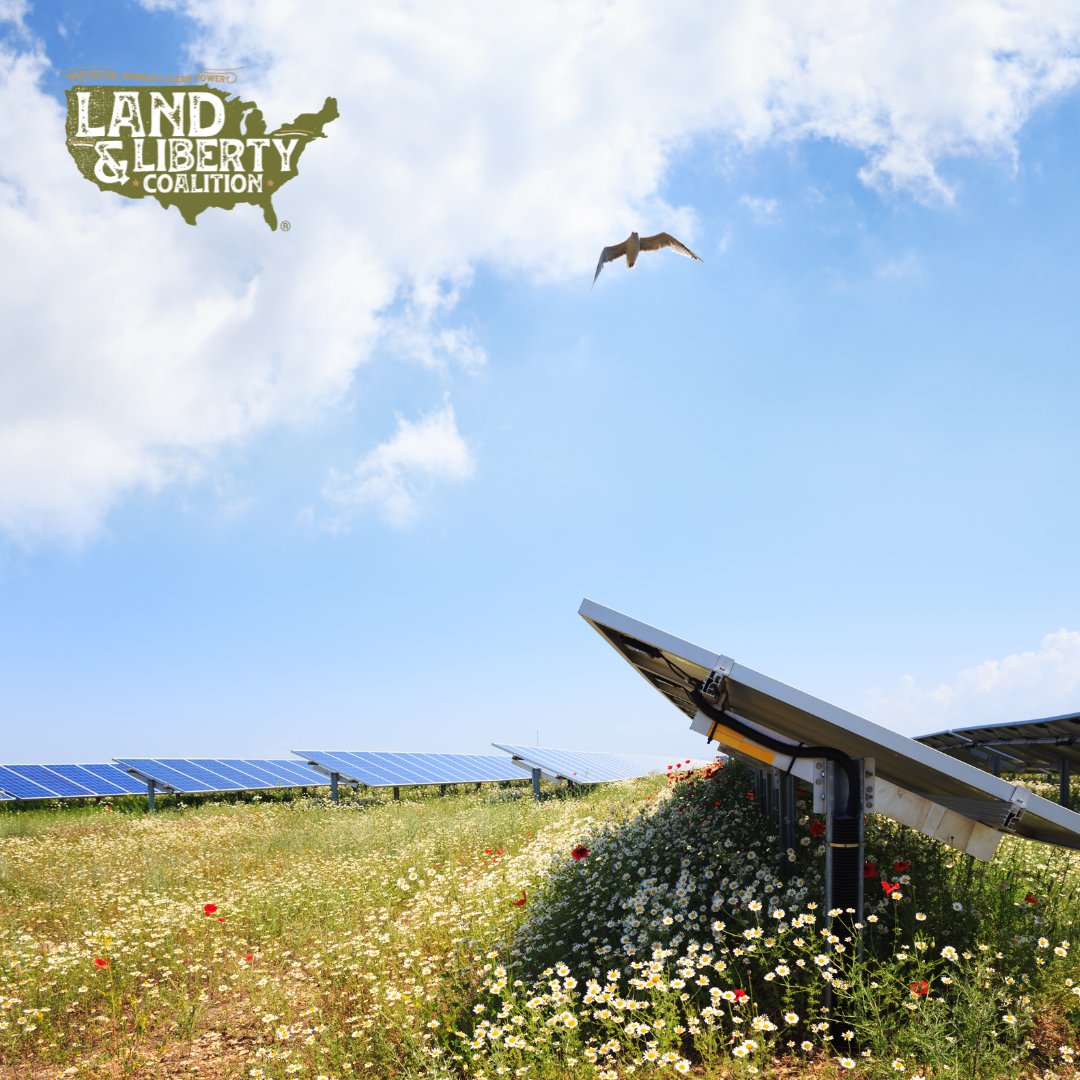 LLCoalition's tweet image. Well-planned solar projects support biodiversity, improve soil health, and allow the land to keep working through grazing, pollinator habitats, or dual-use farming.
Renewable energy doesn’t replace productive land, it helps it thrive.