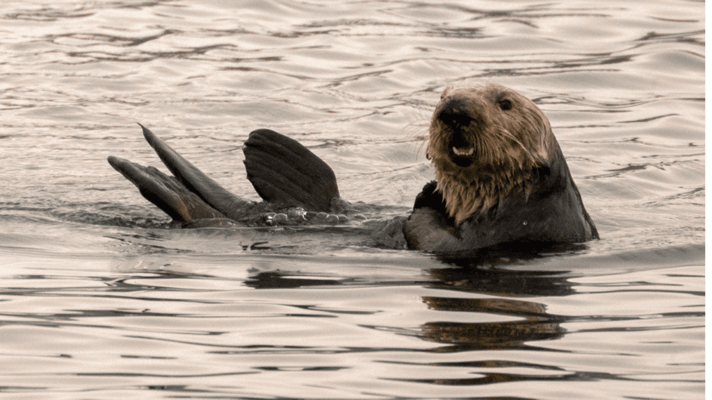 ElakhaA's tweet image. 🧐River otter or sea otter? We get this inquiry all the time! 9 times out of 10, people witness a #riverotter here in #Oregon, since we don&apos;t have a population of #seaotters off of our coastline.

Know how to spot the differences here: elakhaalliance.org/sightings-on-t…