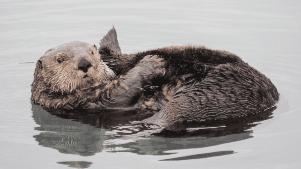 ElakhaA's tweet image. 🧐River otter or sea otter? We get this inquiry all the time! 9 times out of 10, people witness a #riverotter here in #Oregon, since we don&apos;t have a population of #seaotters off of our coastline.

Know how to spot the differences here: elakhaalliance.org/sightings-on-t…