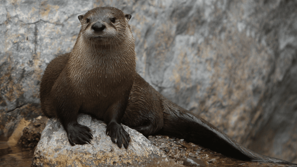ElakhaA's tweet image. 🧐River otter or sea otter? We get this inquiry all the time! 9 times out of 10, people witness a #riverotter here in #Oregon, since we don&apos;t have a population of #seaotters off of our coastline.

Know how to spot the differences here: elakhaalliance.org/sightings-on-t…