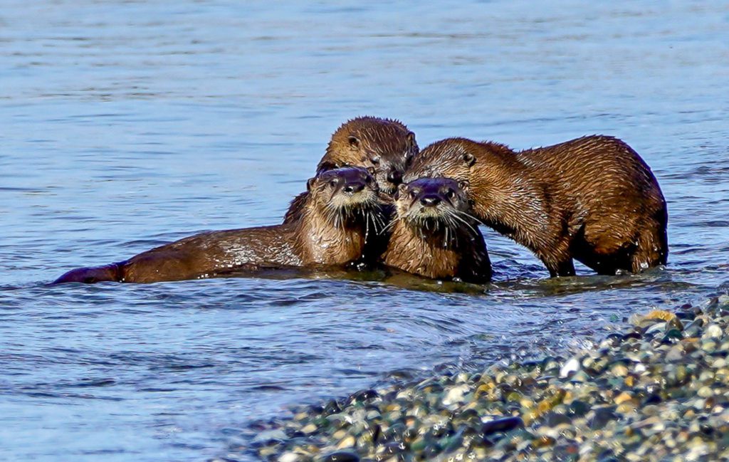 ElakhaA's tweet image. 🧐River otter or sea otter? We get this inquiry all the time! 9 times out of 10, people witness a #riverotter here in #Oregon, since we don&apos;t have a population of #seaotters off of our coastline.

Know how to spot the differences here: elakhaalliance.org/sightings-on-t…