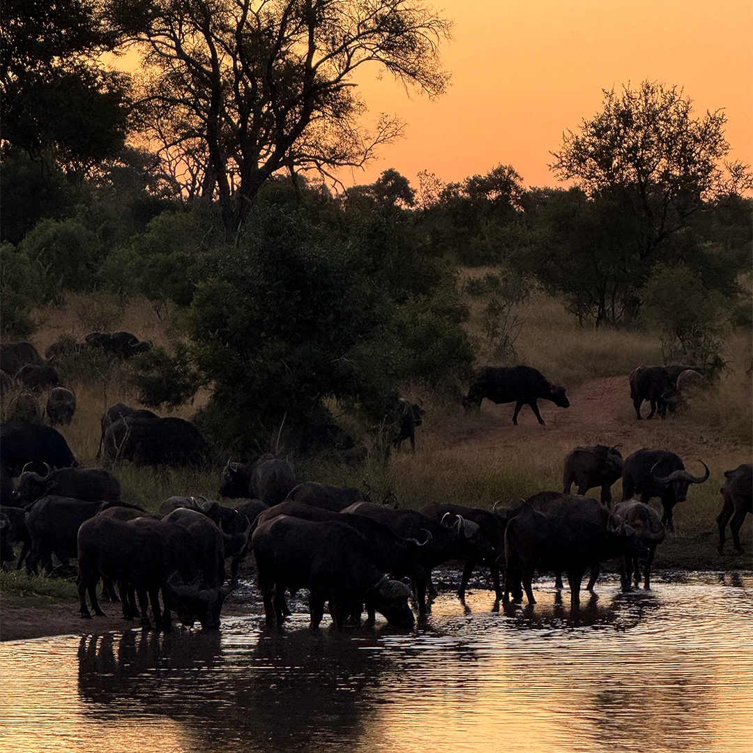 NateyesPhoto's tweet image. Cape buffalo at a watering hole at sunset.

Truly the perfect end to an African trip!

#capebuffalo #nature #africa #sabisand #naturephotographer #wanderlust #traveltheworld @travelpics