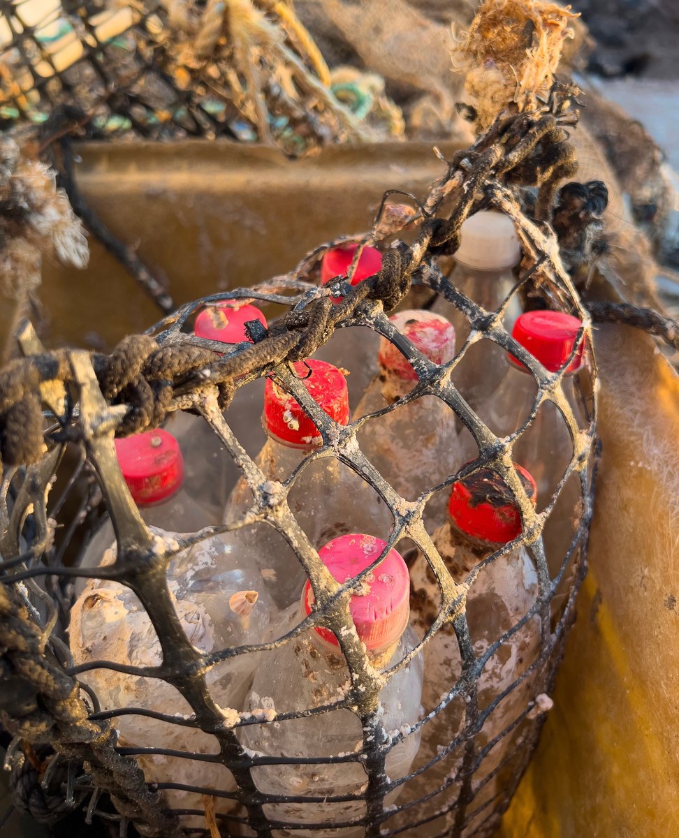 At the Cortez Pearl® farm, sustainability isn’t just a concept—it’s built into every step of the process. These buoys? They’re made from reused plastic bottles, giving waste a second life instead of sending it back into the sea.⁠