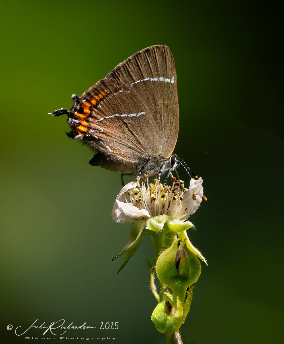 oldman65Suffolk's tweet image. White Letter Hairstreak
Dunwich
30/06/2025