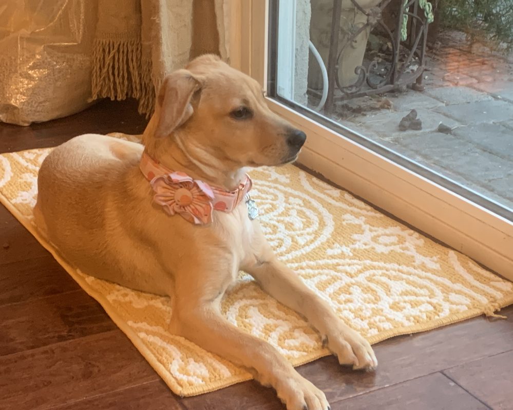PetRehomingNet's tweet image. Sweet Yellow Lab Mix for Adoption – Spring Valley, CA! 🐾
30 lbs of golden love, great with kids, cats &amp;amp; dogs. Alice is joyful, gentle &amp;amp; ready to be your heart dog.  pet-net.net/?p=121342
#AdoptDontShop #SpringValleyCA #SanDiegoDogs #LabMix #RescueDog #DogLovers