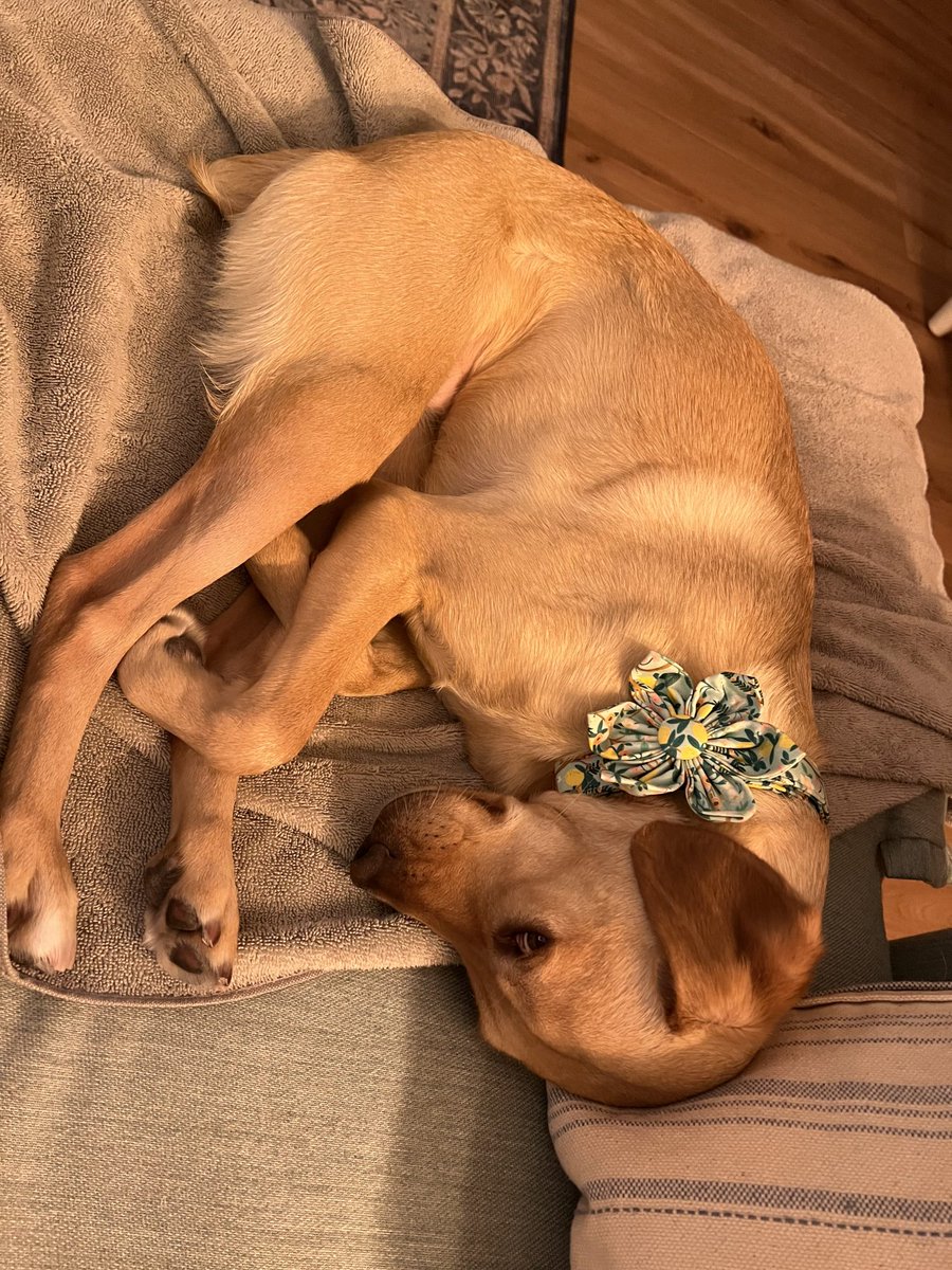 PetRehomingNet's tweet image. Sweet Yellow Lab Mix for Adoption – Spring Valley, CA! 🐾
30 lbs of golden love, great with kids, cats &amp;amp; dogs. Alice is joyful, gentle &amp;amp; ready to be your heart dog.  pet-net.net/?p=121342
#AdoptDontShop #SpringValleyCA #SanDiegoDogs #LabMix #RescueDog #DogLovers